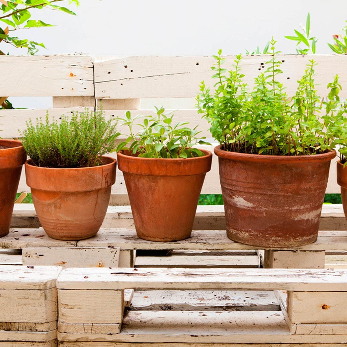 Potted plants