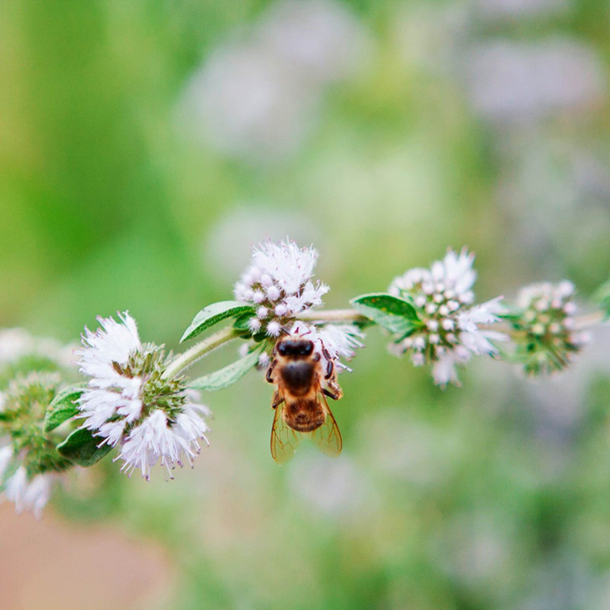 Pennyroyal