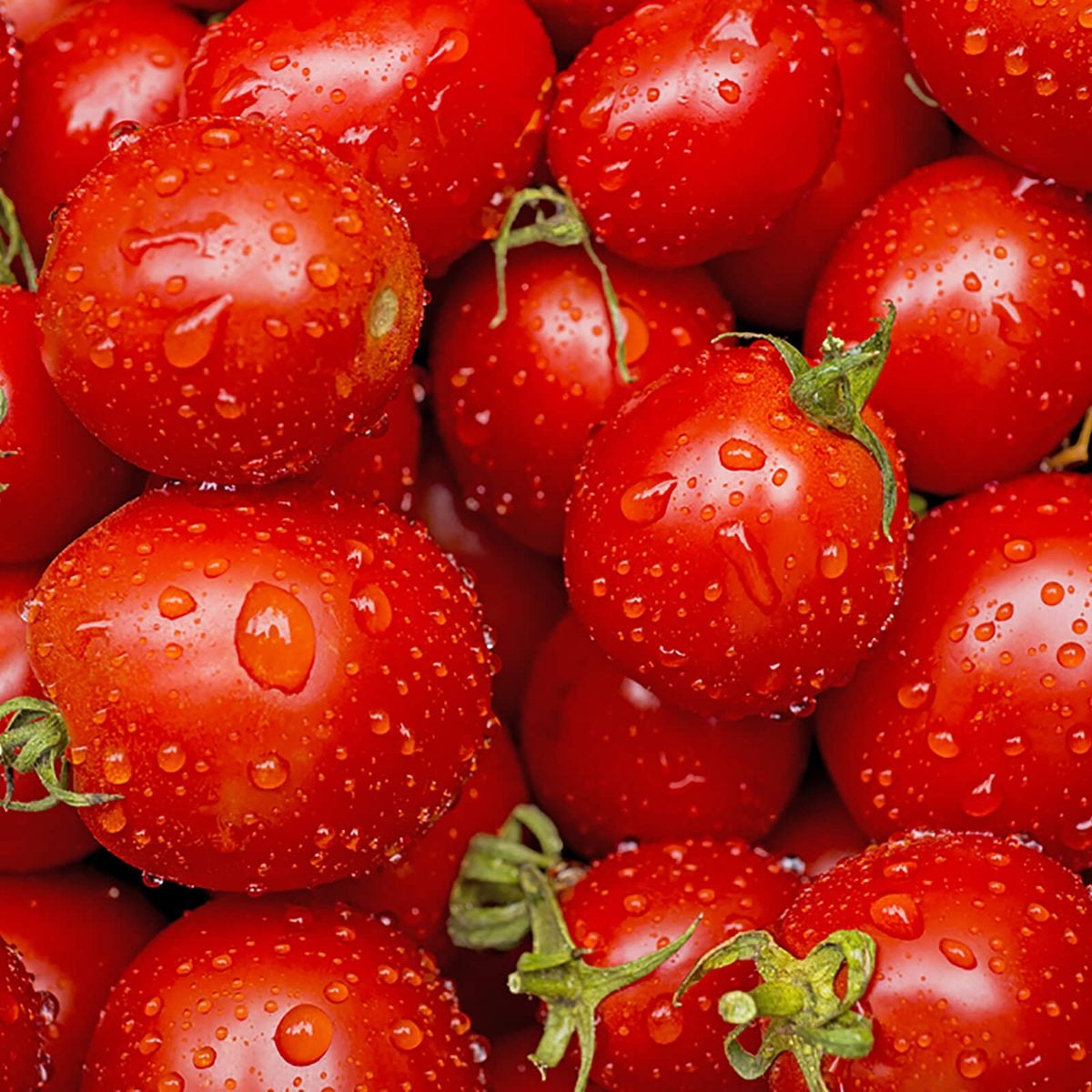 Fresh tomatoes in drops of dew as a background