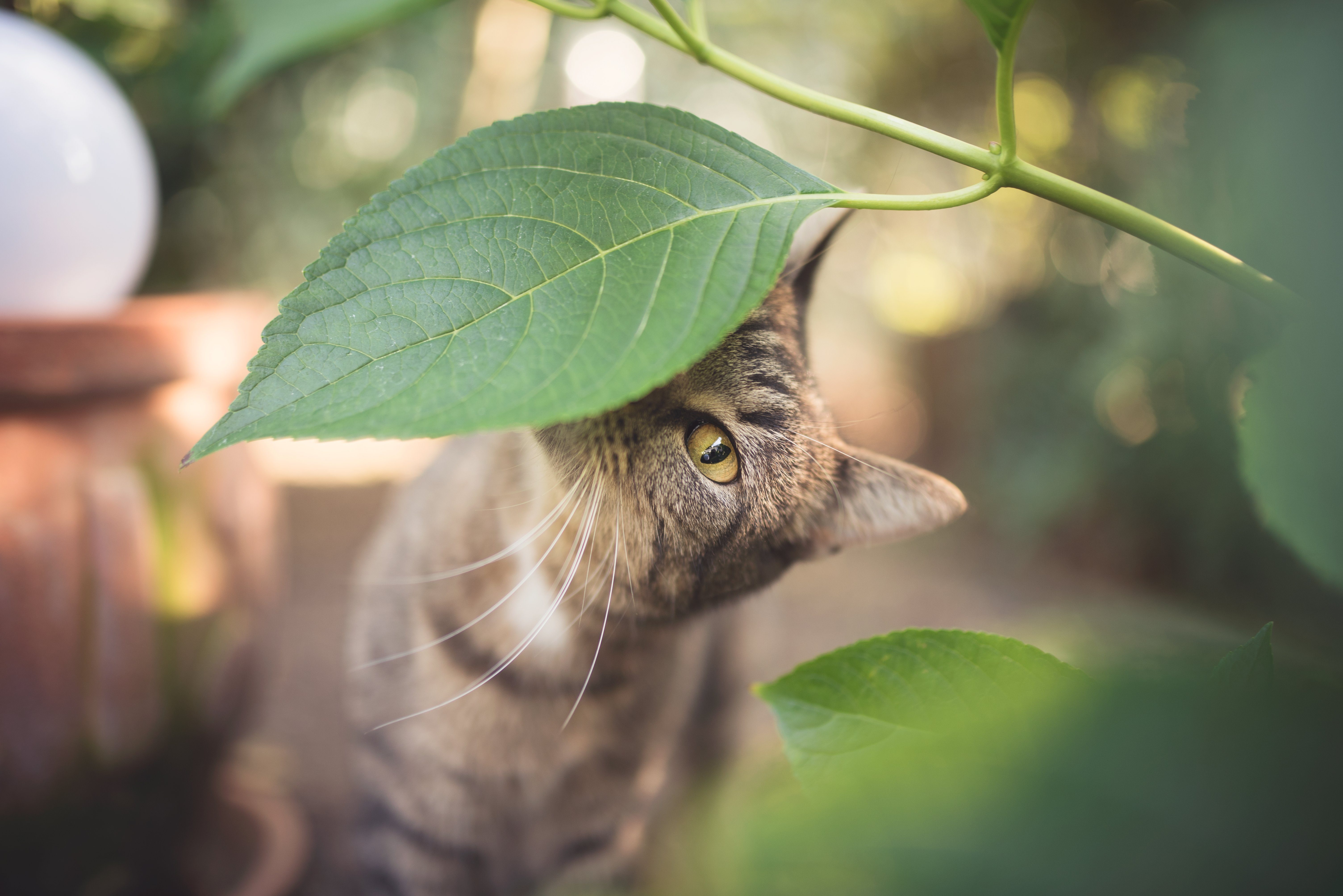 9 Common Houseplants Every Cat Owner Should Avoid
