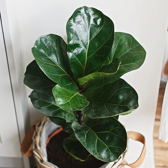 Big fiddle leaf fig tree in stylish modern pot near kitchen furniture. Ficus lyrata leaves, stylish plant on wooden floor in kitchen. Floral decor in modern home