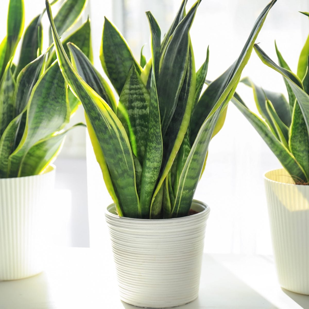 Decorative sansevieria plants on white table