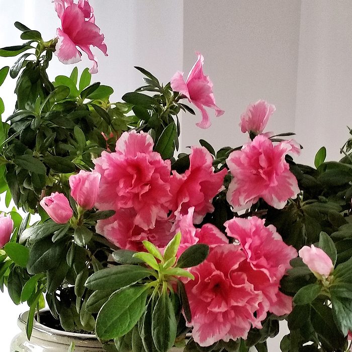Bonsai of azalea at window behind a white curtain