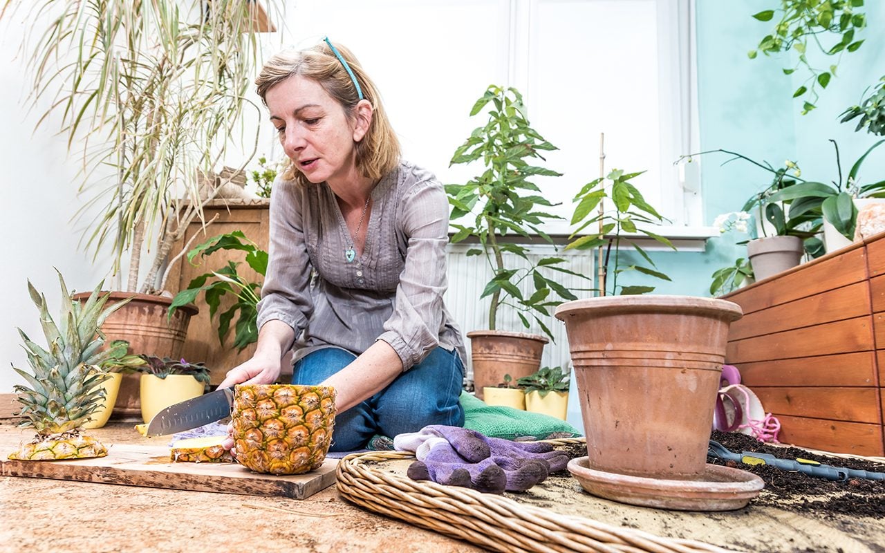 How to Grow a Pineapple