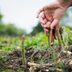 12 Perennial Vegetables That Grow Back Year After Year