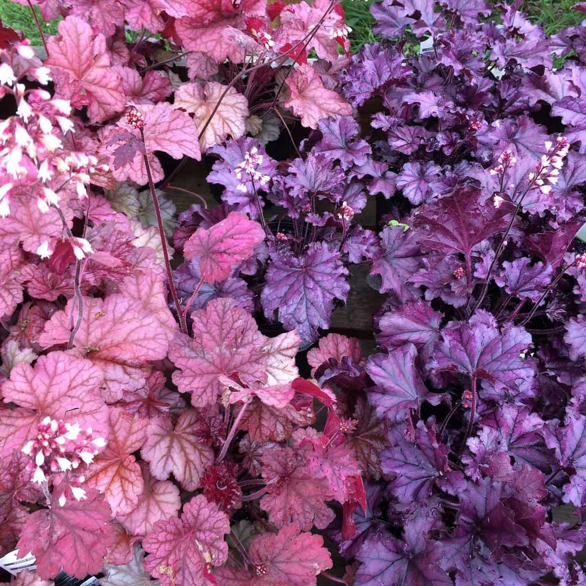 coralbells shade garden plant