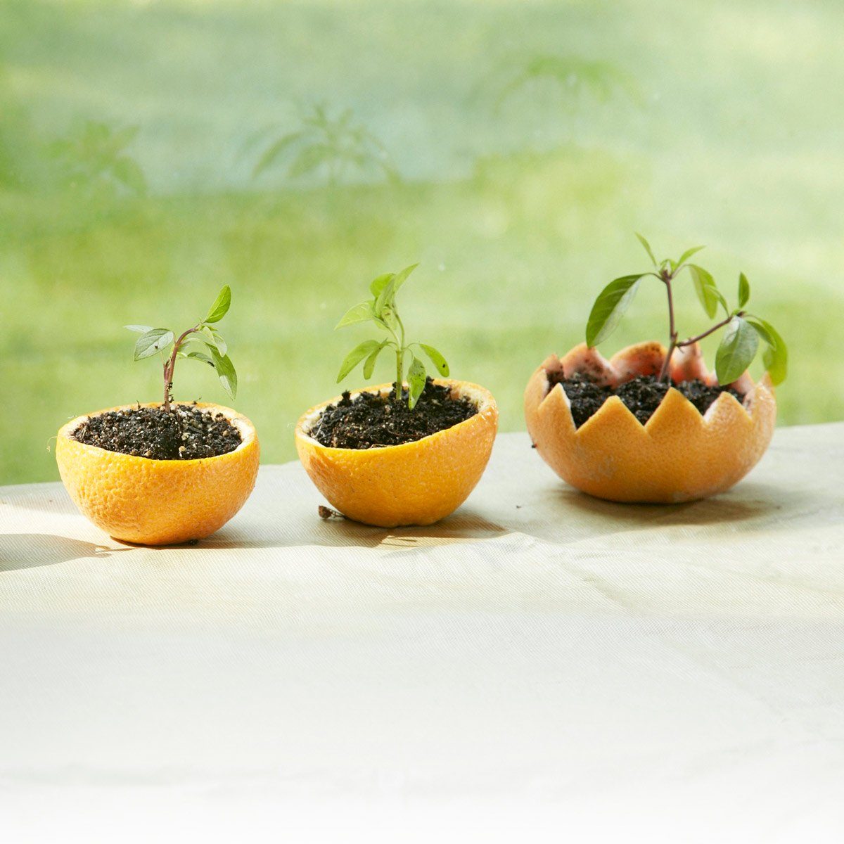 Citrus-rind seed starters