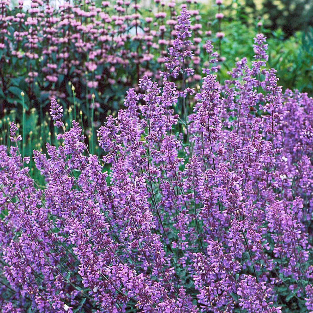 Catmint