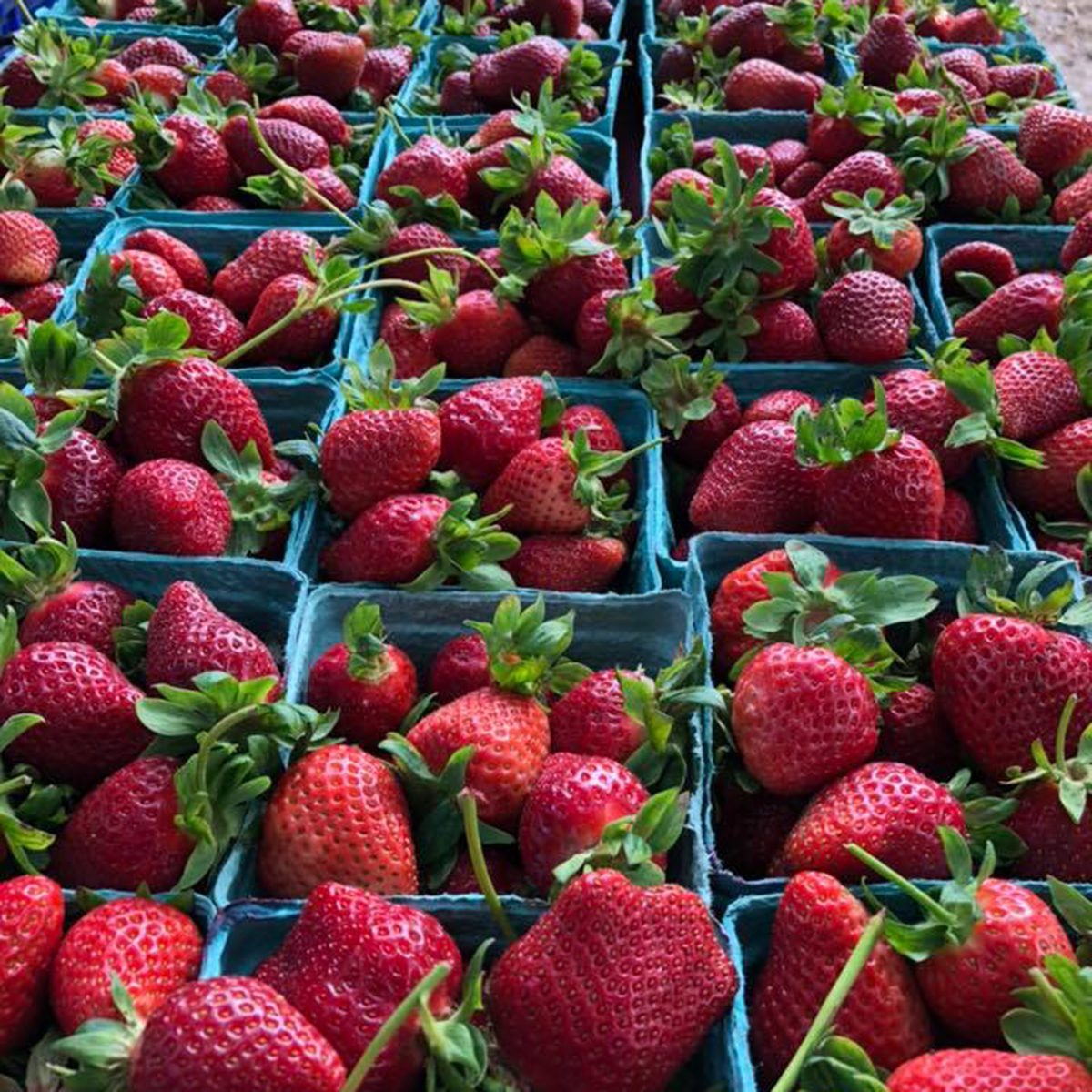 Hope Street Farmers