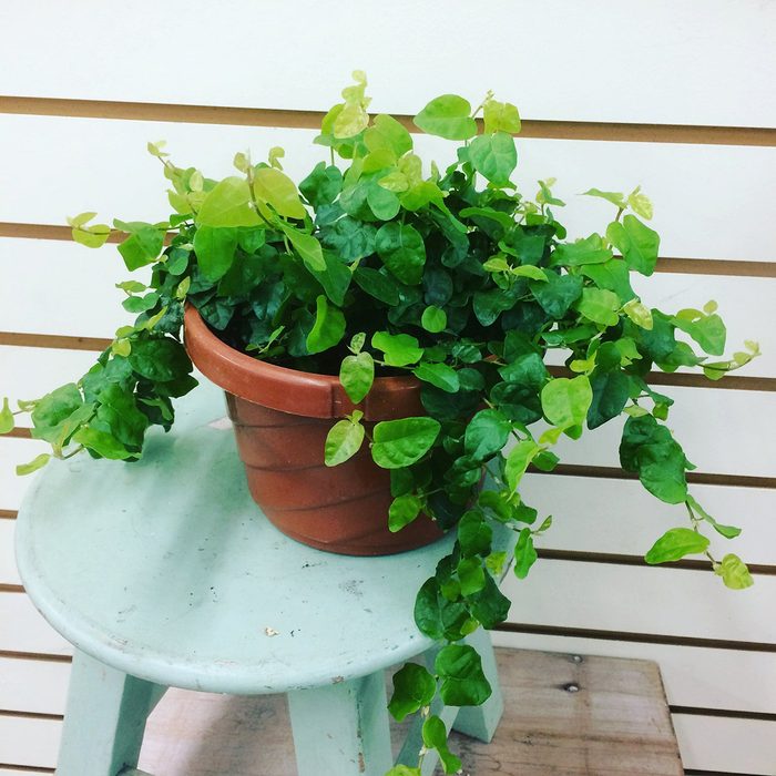 Ficus pumila Creeping Fig Plant 6