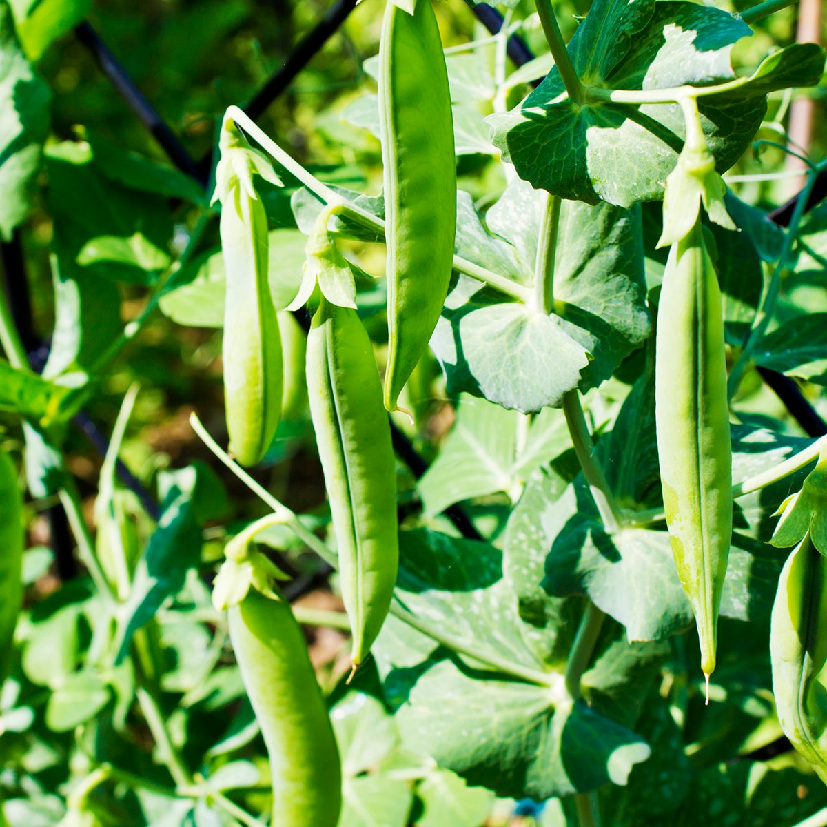 Erbsen Schoten (Pisum sativum), Pflanze, Rheinland-Pfalz, Deutschland