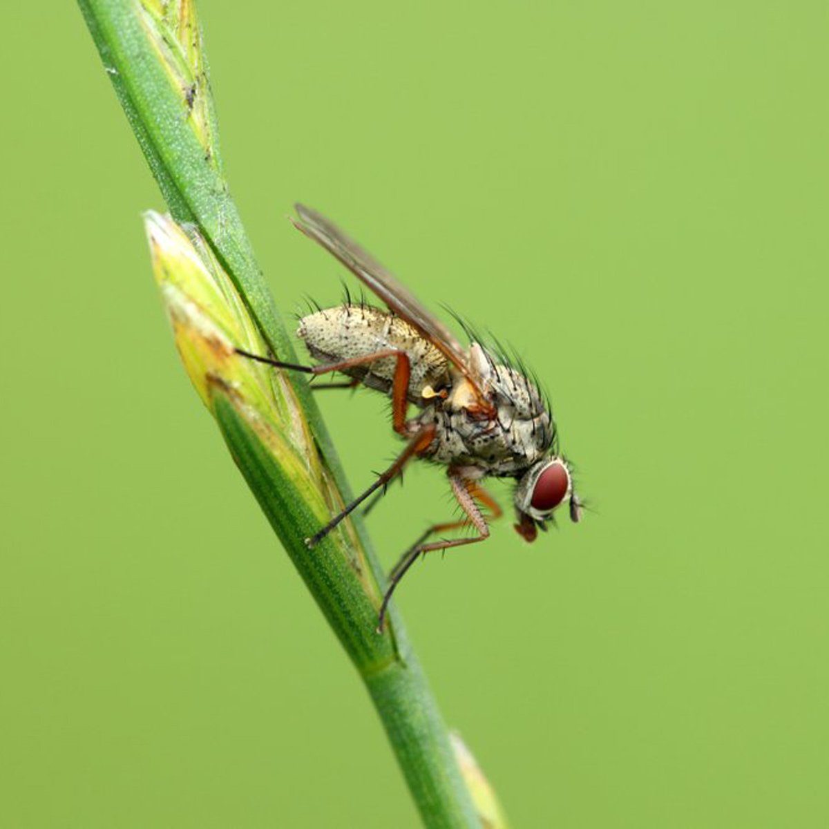 Flies