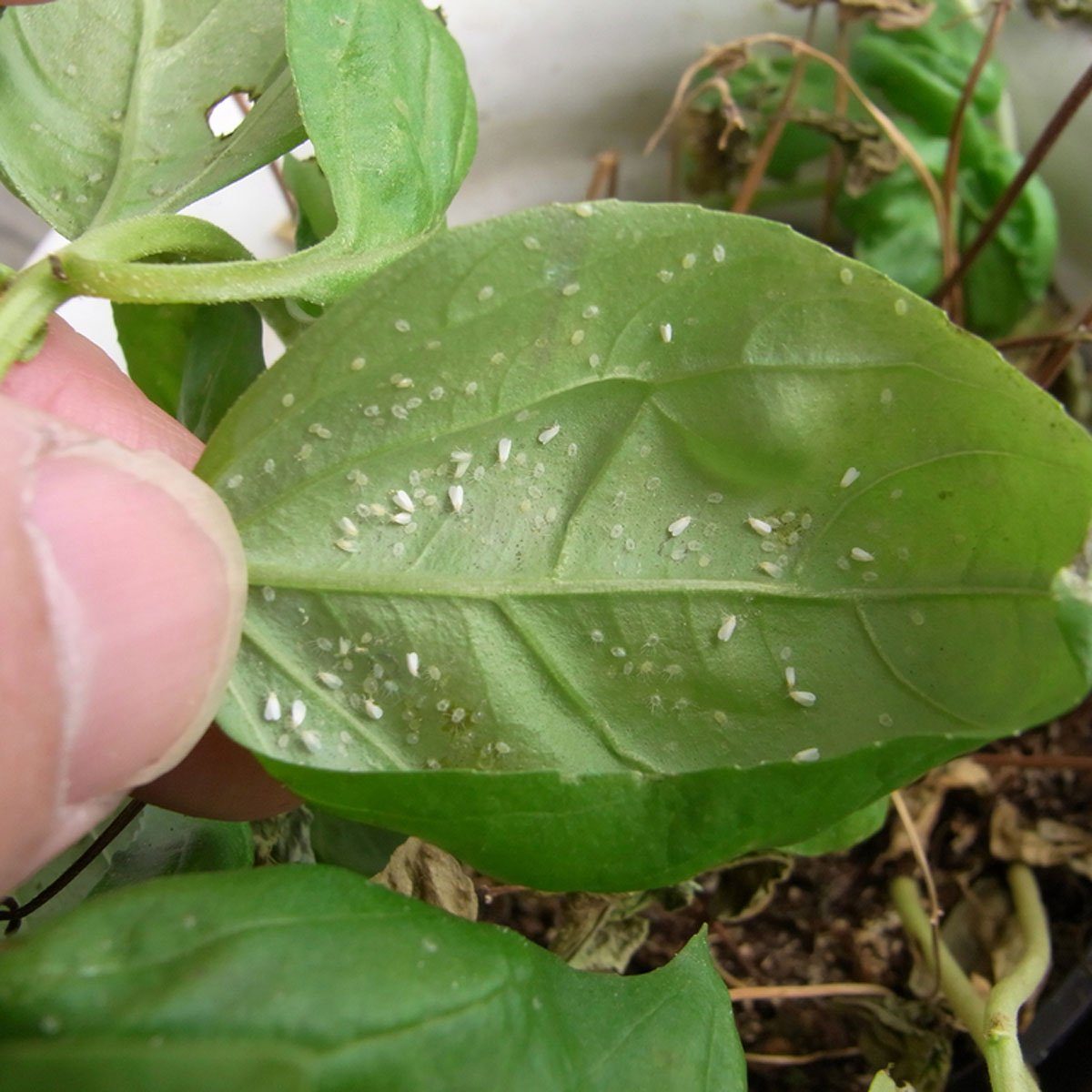 whiteflies