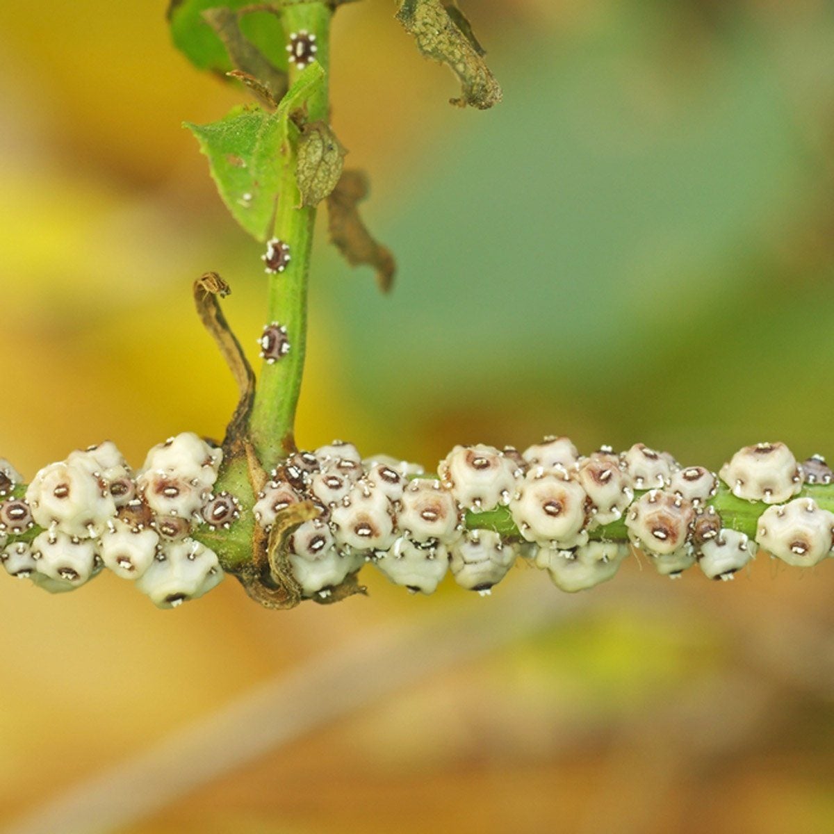 scale insect