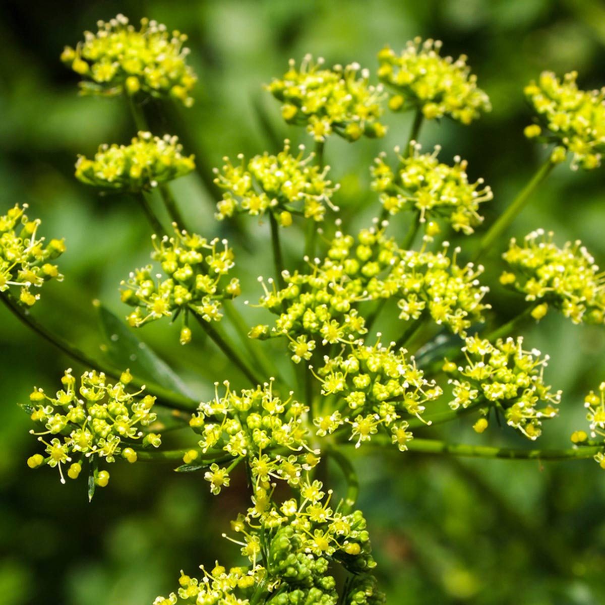 wild-parsnip