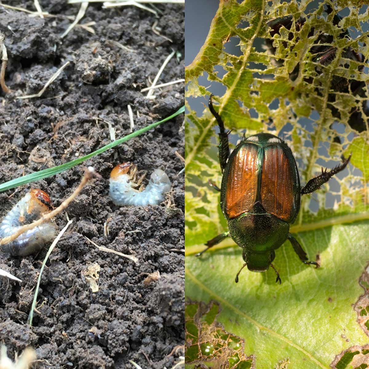 Beetle-grub