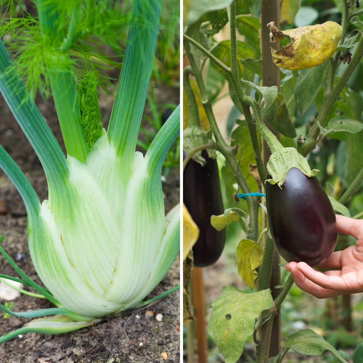 Eggplant and Fennel