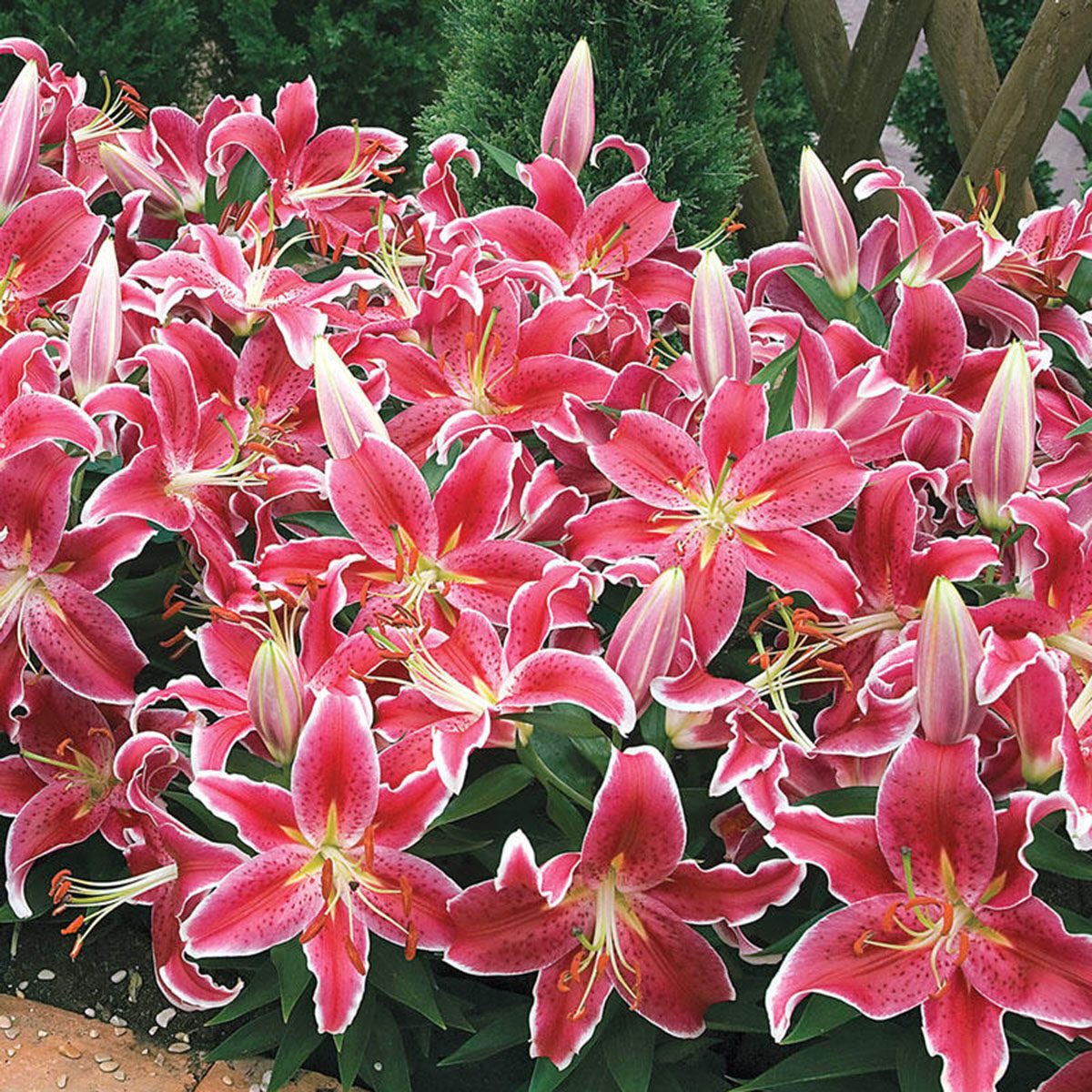 best smelling flowers