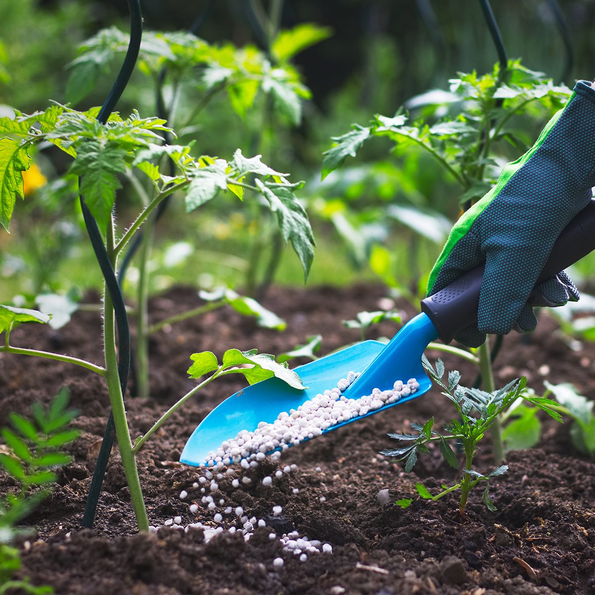 fertilizing a tomato garden