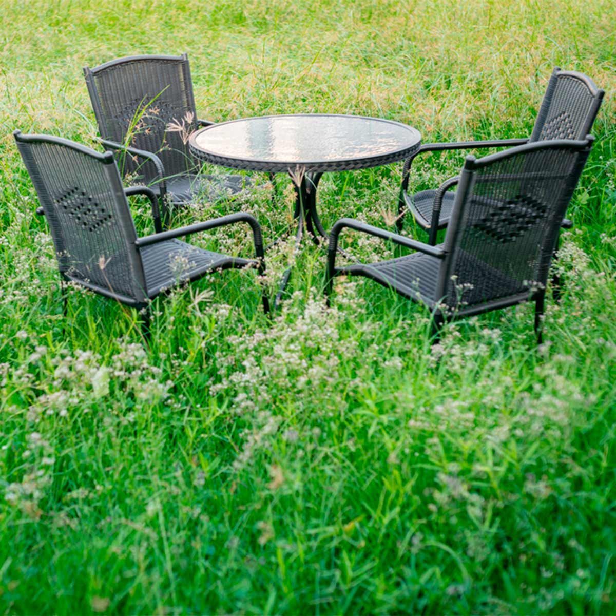 overgrown lawn