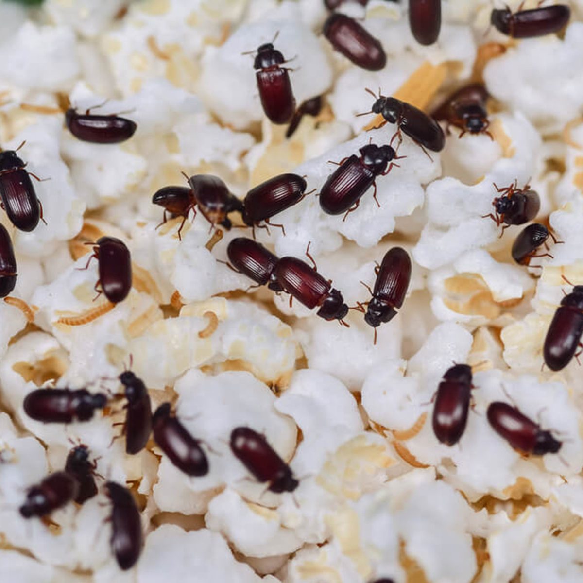 Mealworm Tenebrio molitor