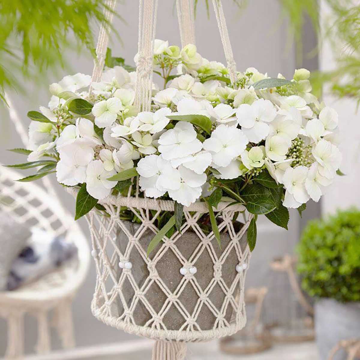 Fairytrail Bride Cascading Hydrangea