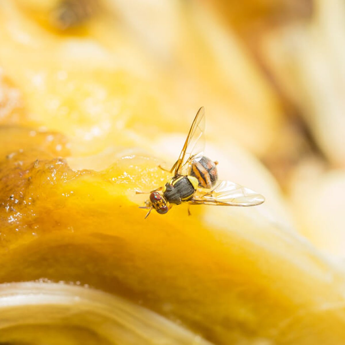 Fruit fly