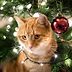 This Cat-Friendly Christmas Tree Is Pet Parent-Approved