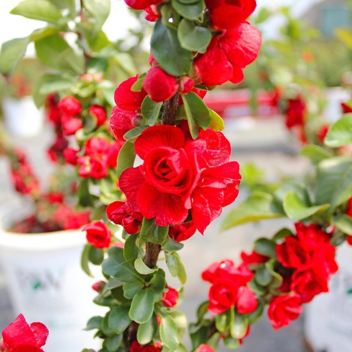 Flowering Quince