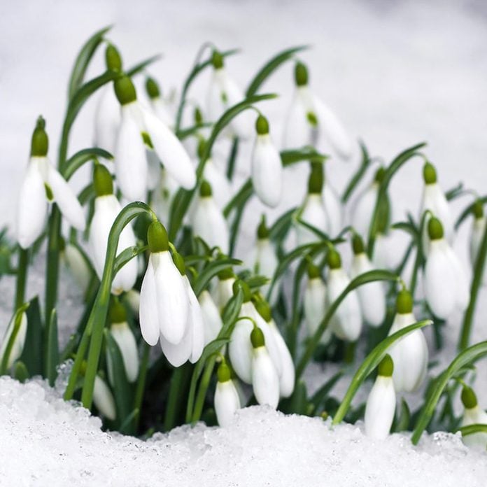 Snowdrop