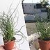 We Just Found Out About Corkscrew Plants, and We Need Them ASAP
