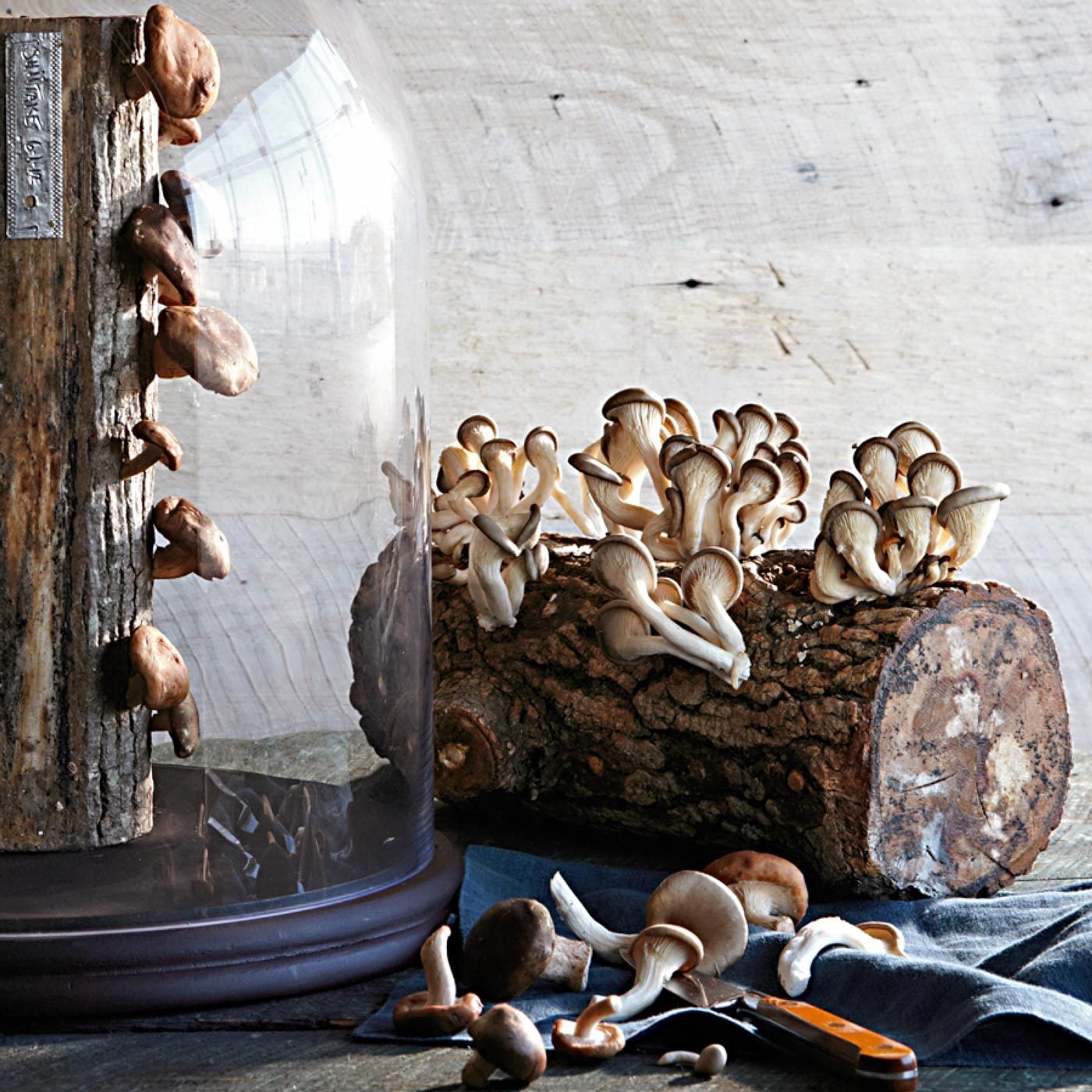 The 8 Best Mushroom Growing Kits and Logs