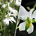 This White Dove Flower Looks Just Like a Bird in Flight