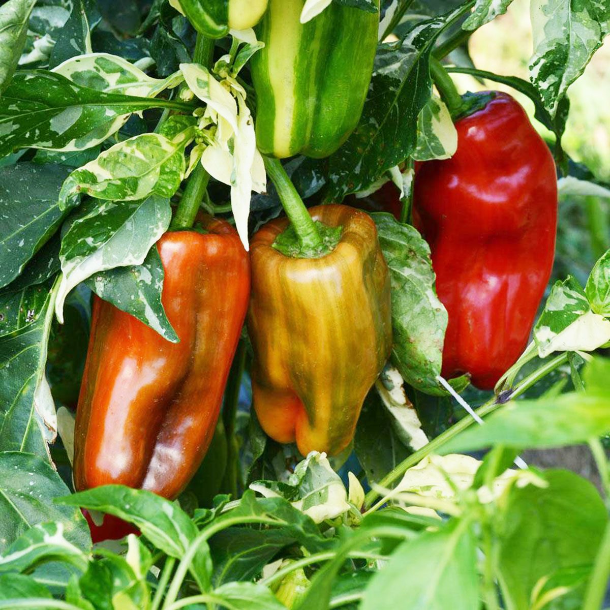 Candy Cane Pepper