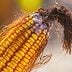 Those Reddish-Pink Ends on the End of Your Corn Are Actually Corn Mold