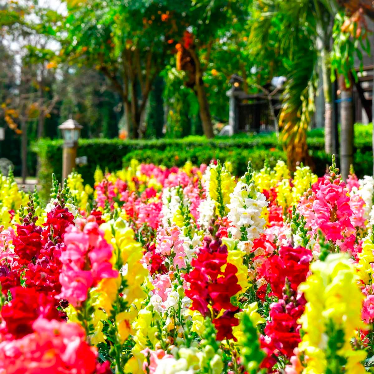 Snapdragons