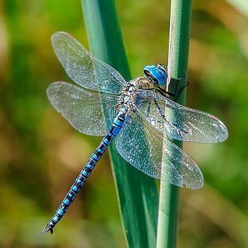Close Up Of Dragonfly On Plant, Oberhausen Rheinhausen, Germany