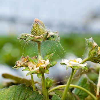 Spider Mite Tetranychus Urticae Gettyimages 1059936182
