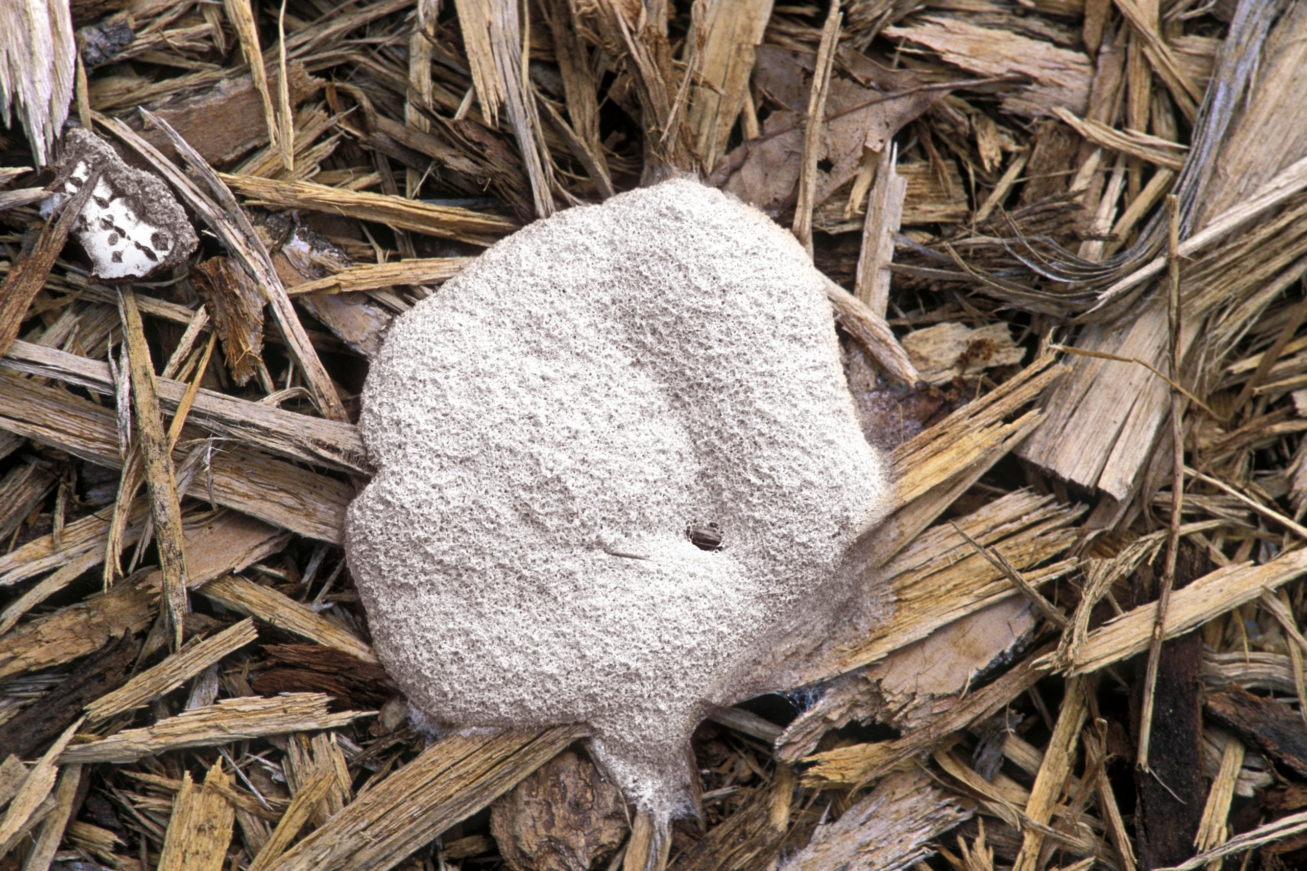 What You Need to Know About the White Stuff on Your Mulch