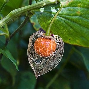 Chinese Lantern Seeds Medium