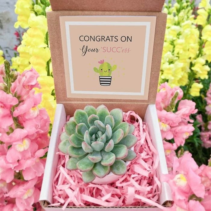 Congrats Succulent Ecomm Via Etsy.com