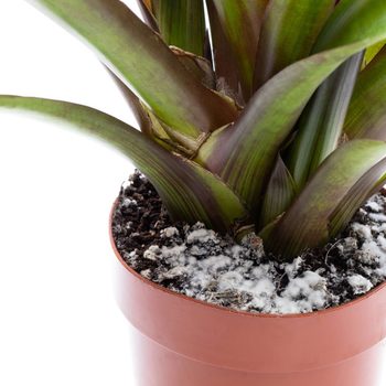 Mold On Plant Soil Gettyimages 1098035654
