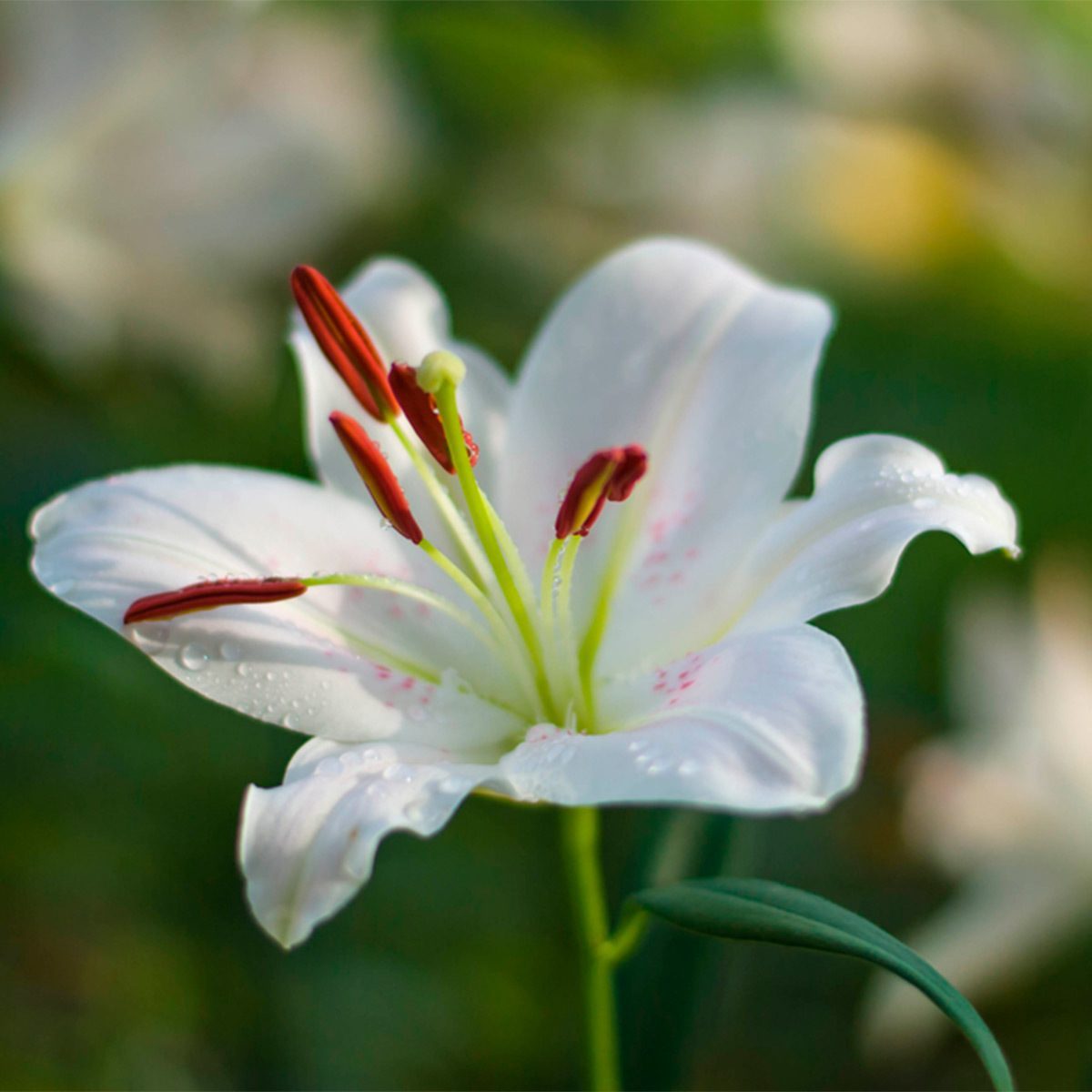Lilies