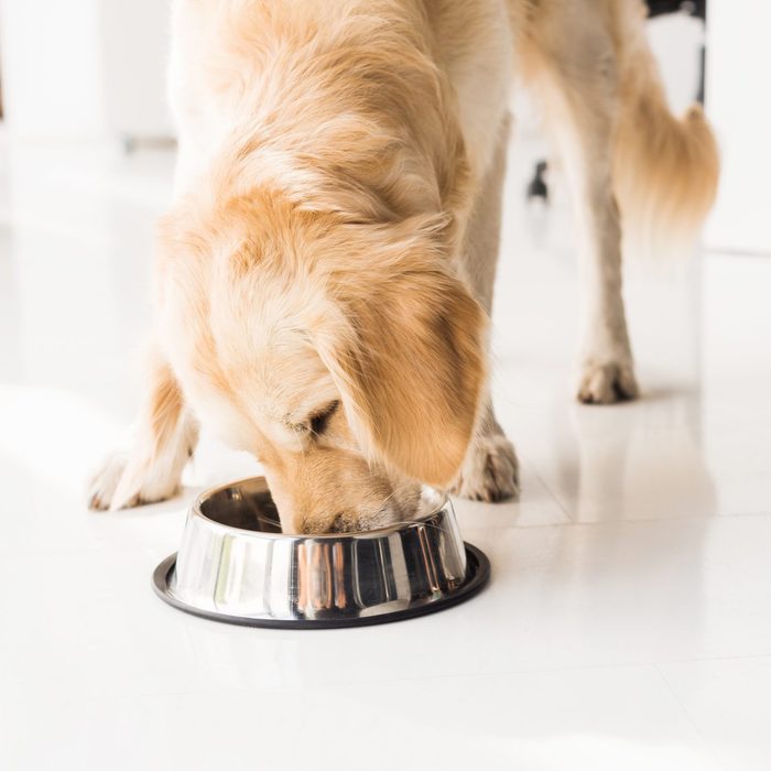 golden retriever eating dog food from metal bowl
