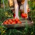 How to Identify and Fix Common Vegetable Garden Problems and Pests
