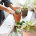 How to Propagate Succulents from a Cutting, Leaf or Pup