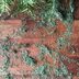 How to Clean Up Christmas Tree Needles
