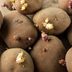 Can You Eat Potatoes with Sprouts?