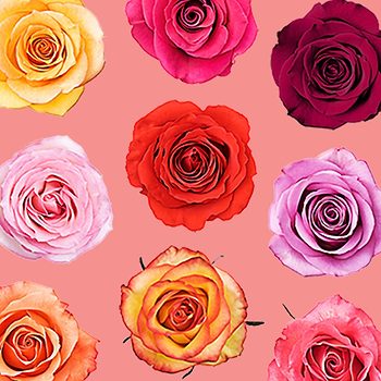 Roses FT rose color bunches of roses