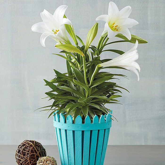 Easter Lily
